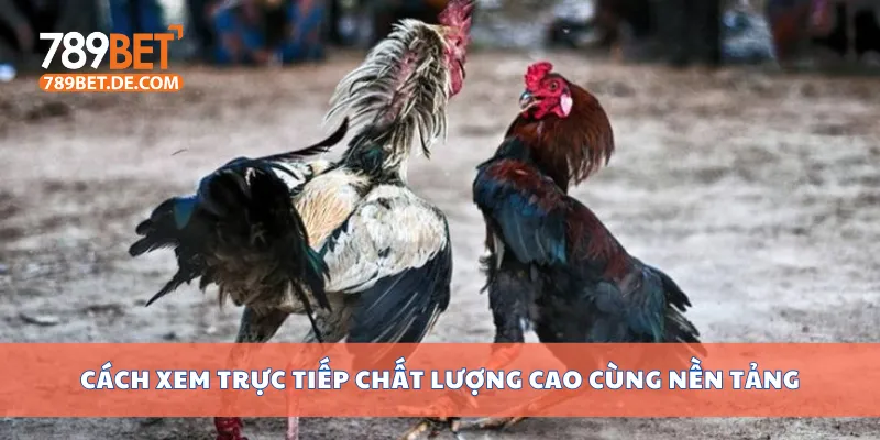 Đá Gà Cựa Sắt Trực Tiếp Mỗi Ngày Tại Trường Đấu Uy Tín 3 Cách xem trực tiếp chất lượng cao cùng nền tảng