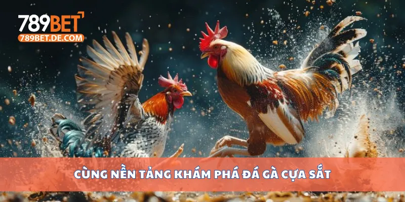 Đá Gà Cựa Sắt Trực Tiếp Mỗi Ngày Tại Trường Đấu Uy Tín 2 Cùng nền tảng khám phá đá gà cựa sắt