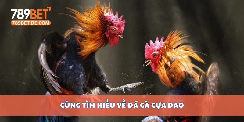 Cùng tìm hiểu về đá gà cựa dao