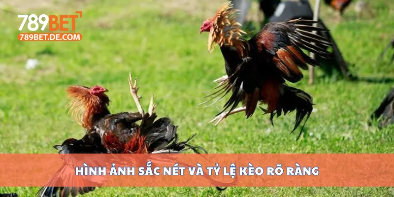 Đá Gà Cựa Sắt Trực Tiếp Mỗi Ngày Tại Trường Đấu Uy Tín 4 Hình ảnh sắc nét và tỷ lệ kèo rõ ràng